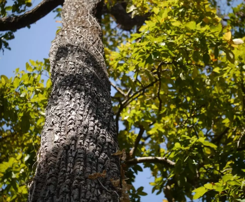 Andhra Pradesh Famous Forest, Water tree