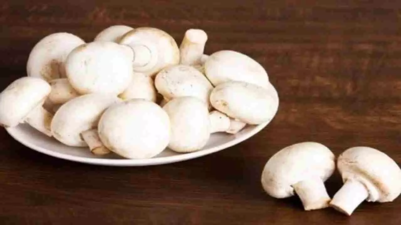 Benefits Of Mushroom