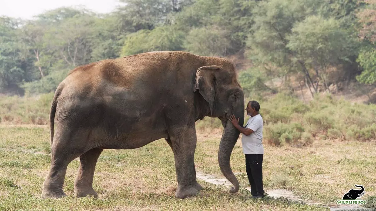 Wildlife SOS made a documentary film on the old elephant and released it