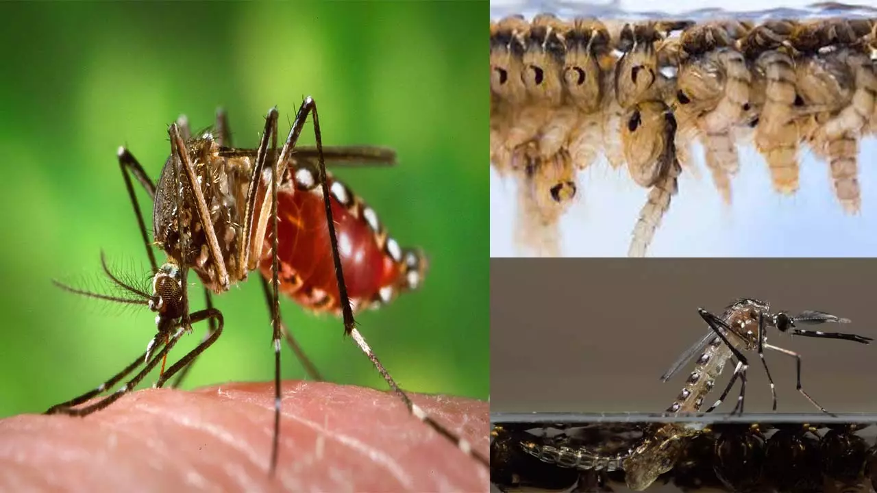 Genetically modified mosquitoes are fighting dengue and malaria, know what is this new experiment?