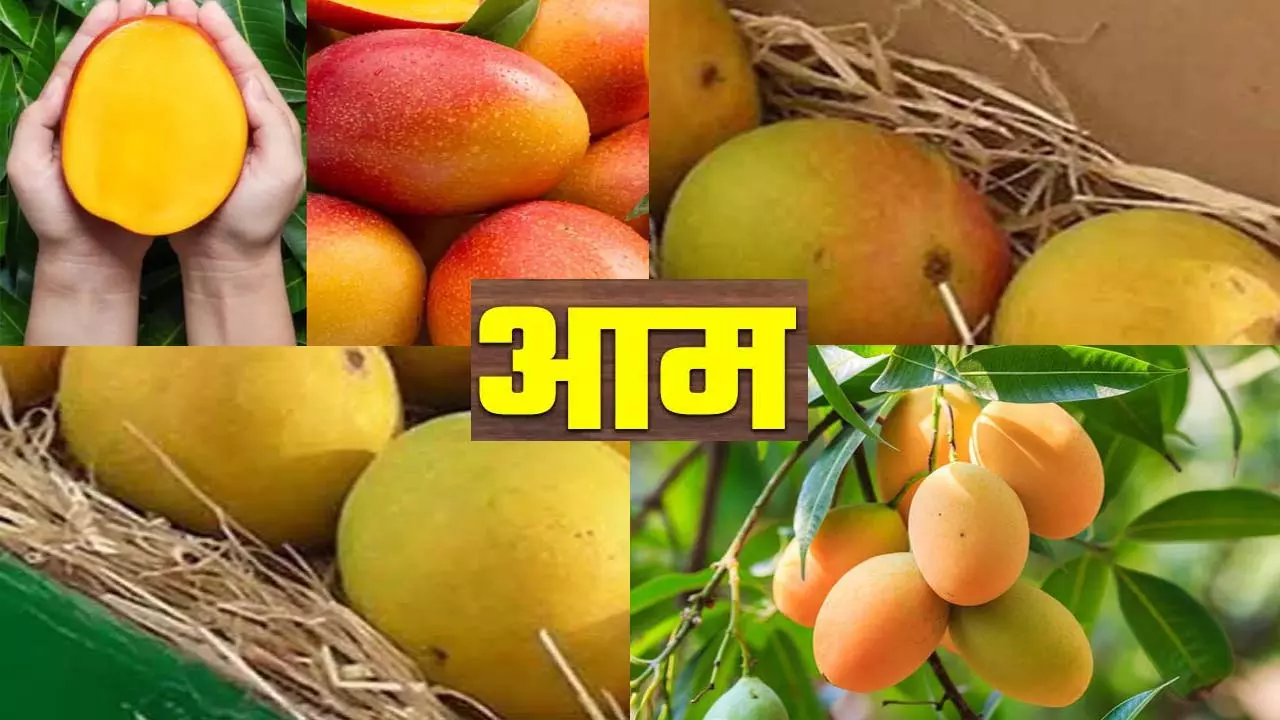 How many varieties of mango in India? Identify them like this