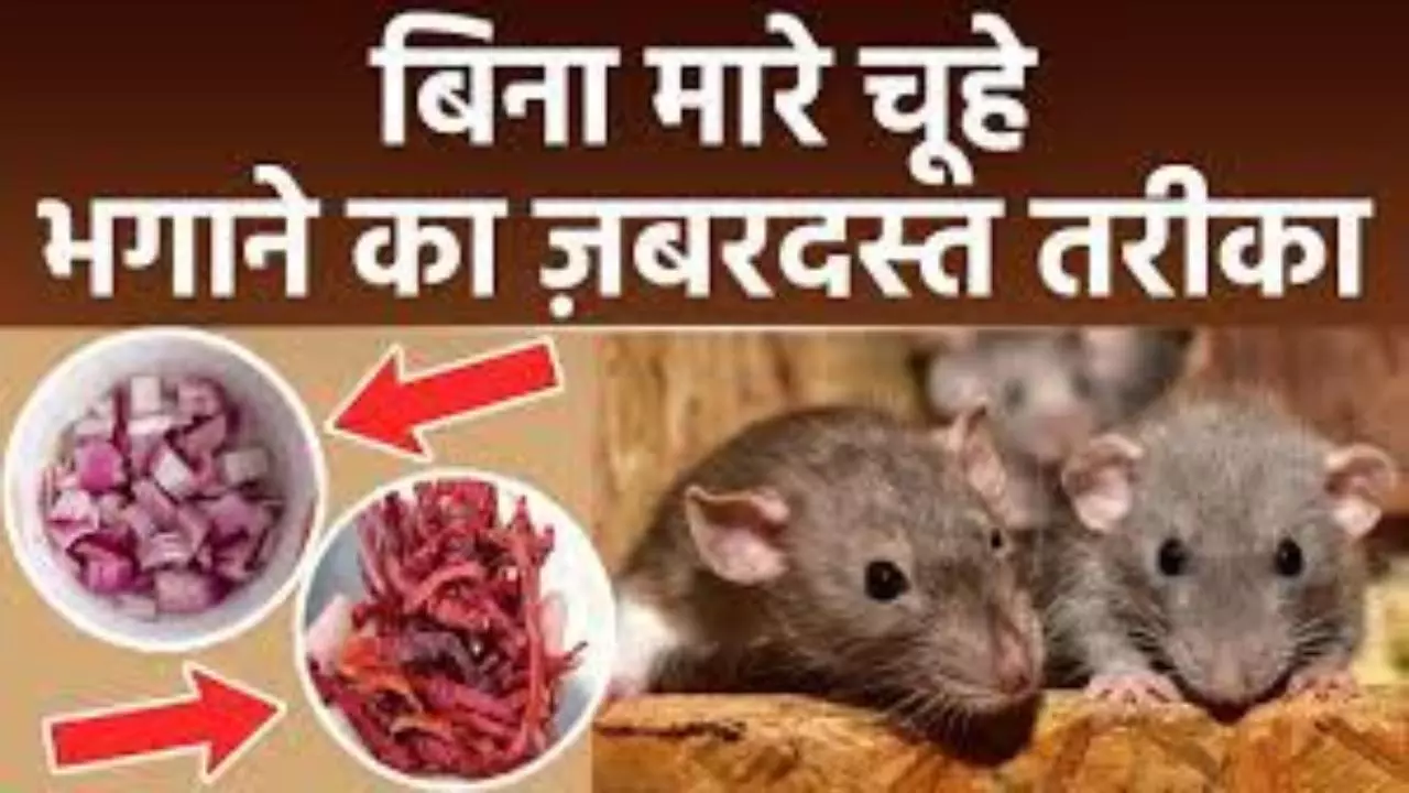 Home Remedies to Get Rid Of Rats