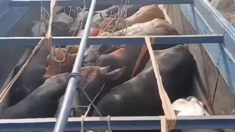 Hinduist organization caught a truck full of cattle, the accused fled from the spot Hinduist organization caught a truck full of cattle, the accused fled from the spot
