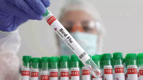 Bird flu in India Bird flu in India