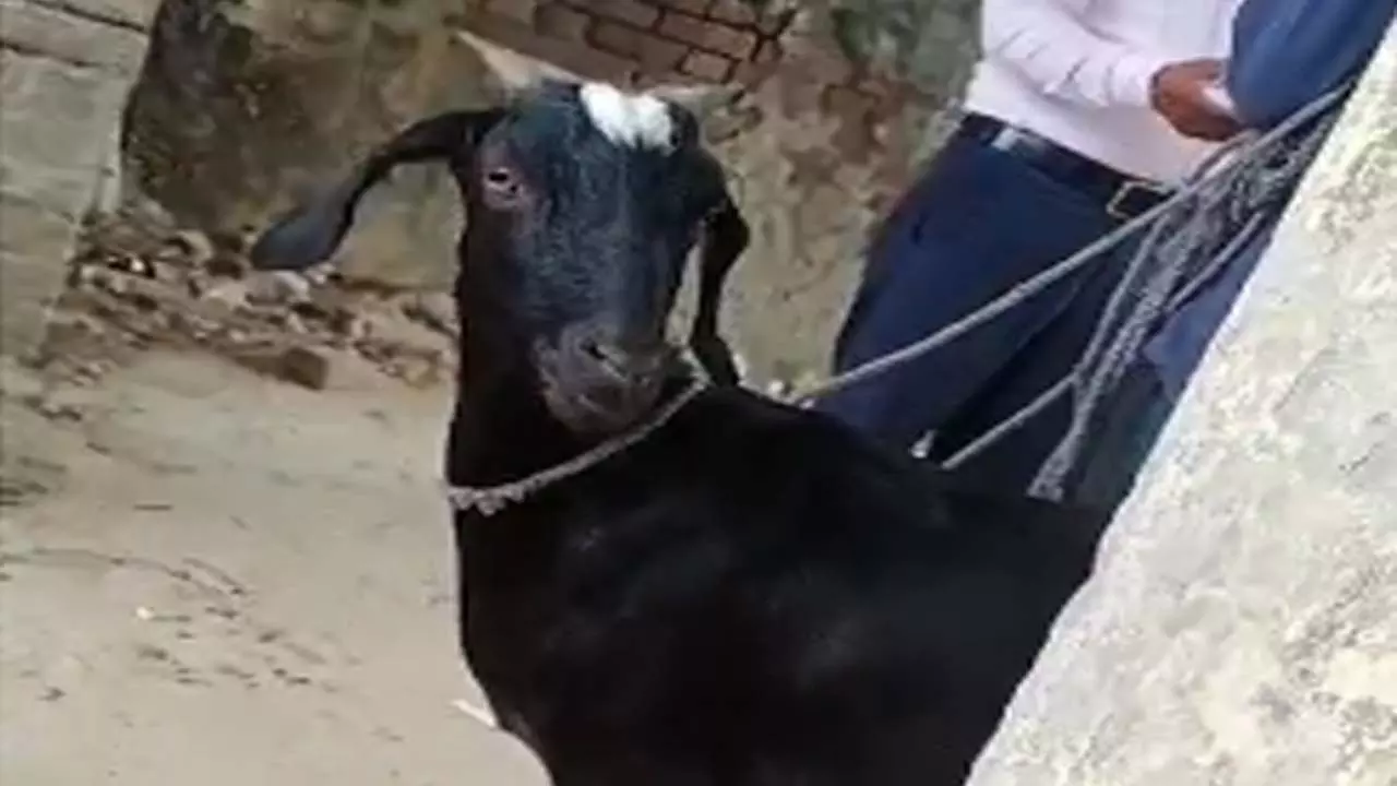 Big game in the name of goat treatment, money extortion video goes viral