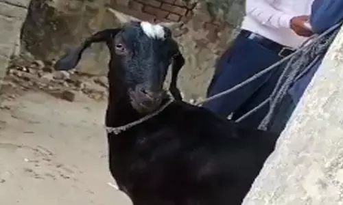 Big game in the name of goat treatment, money extortion video goes viral