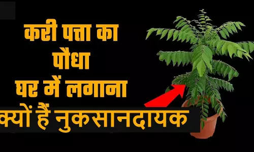 Curry Leaves Side Effects