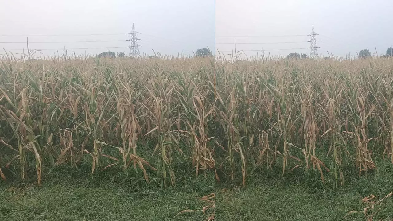 The scorching heat is burning not only humans but crops as well, maize crop suffers heavy losses