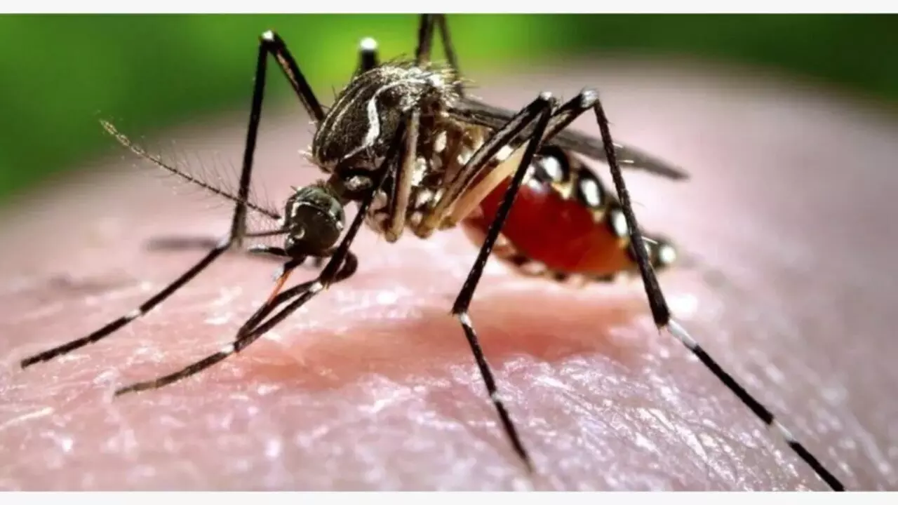 जीका वायरस या डेंगू, कौन सबसे ज्यादा खतरनाक, यहां जानें लक्षणों के साथ
