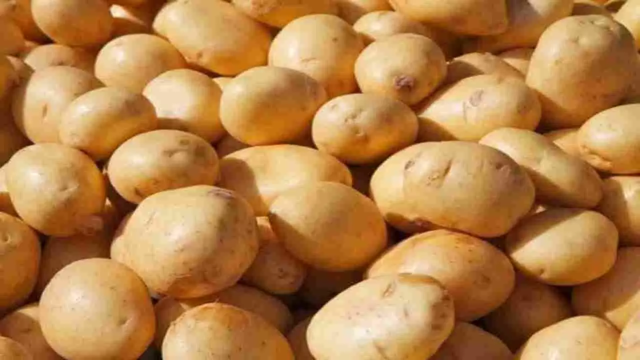 Chipsona potato price hike