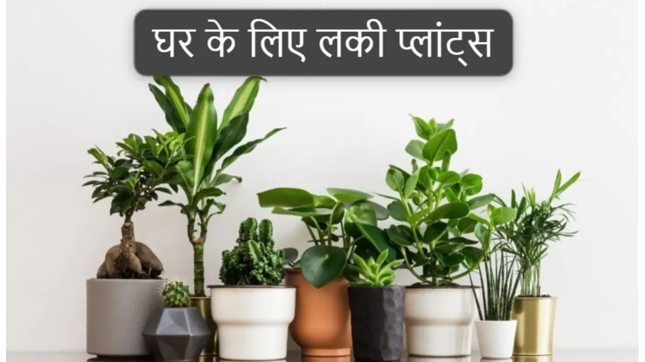 Best Plant For Home: ये 5 पौधे घर में लाते हैं बरकत, कभी नहीं होती पैसों की कमी