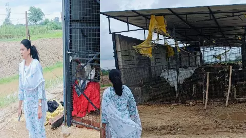 Chief Development Officer did a surprise inspection of the cowshed, gave instructions