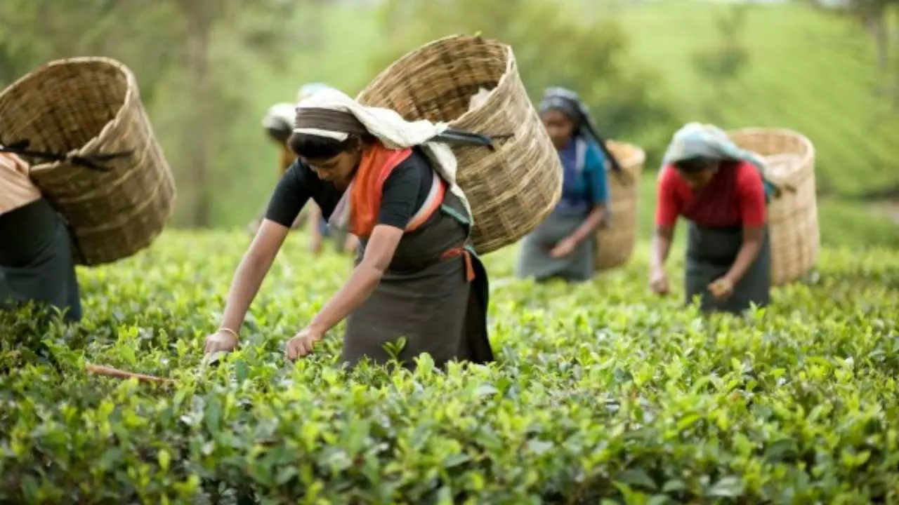 Tea Production