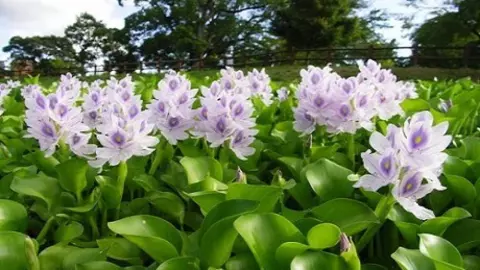 Water Hyacinth