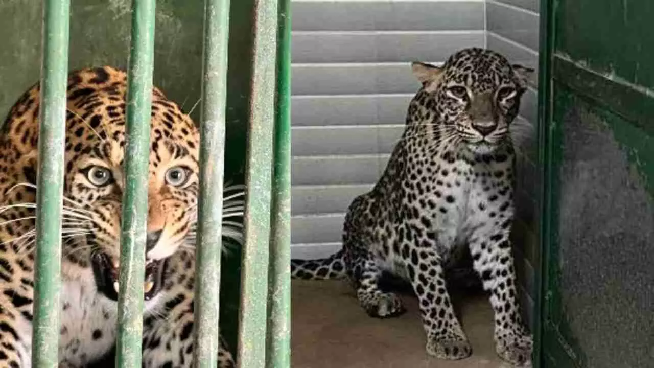 Five leopards life imprisonment