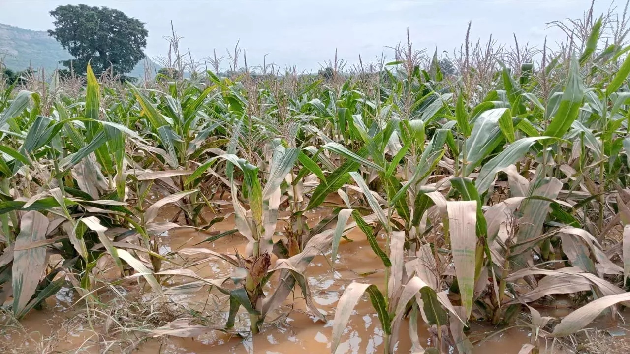 Hundreds of hectares of crops destroyed after the water level of Son River decreased