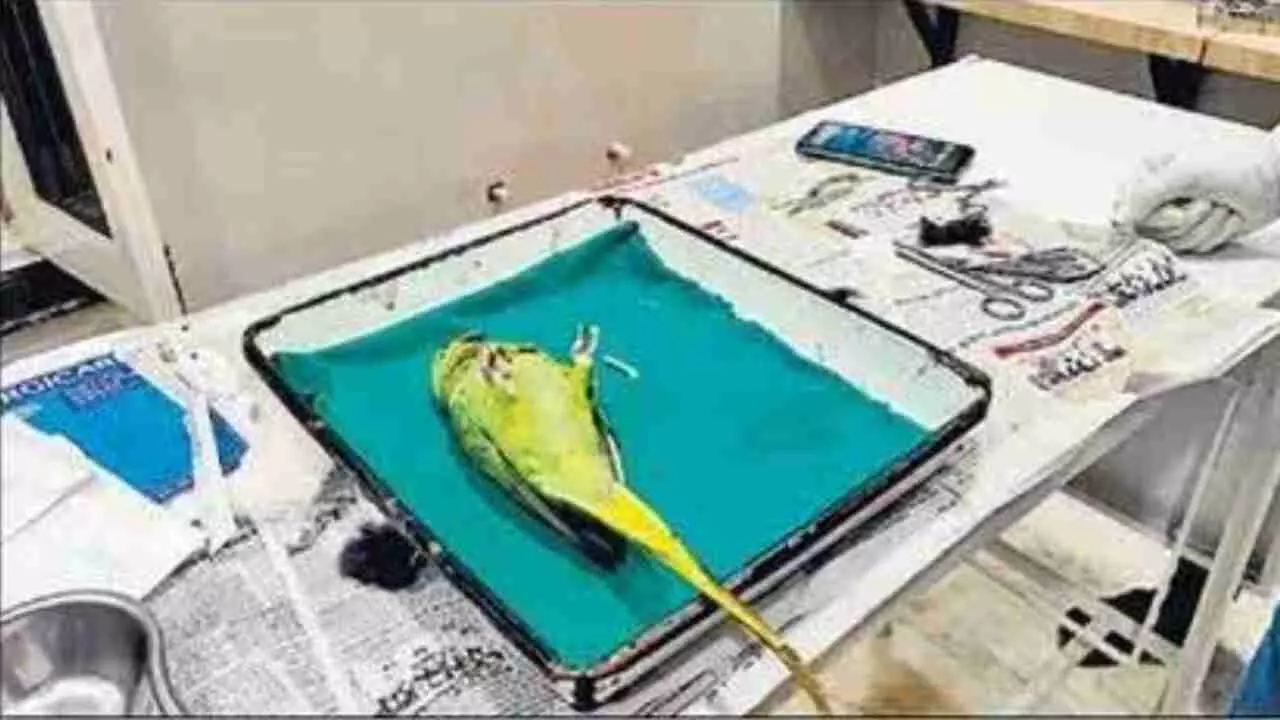 parrot surgery