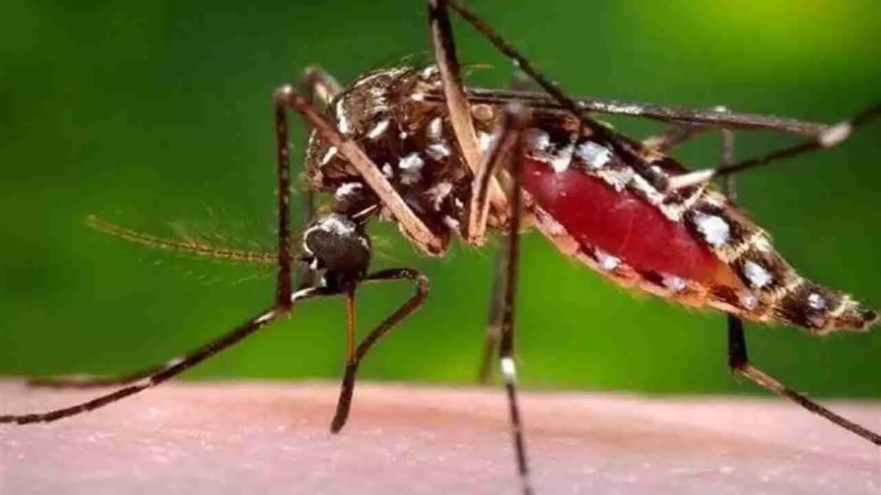 Dengue patients Gorakhpur