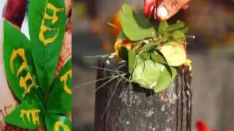 Importance Of Bel Patra: बिल्व पत्र की विशेषता Importance Of Bel Patra: बिल्व पत्र की विशेषता