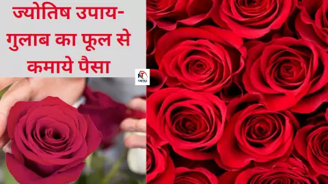 Gulab Ke Phool Se Paisa Kamay: गुलाब का एक फूल बदल देगा आपकी किस्मत, जानिए इससे जुड़े ज्योतिषीय उपाय