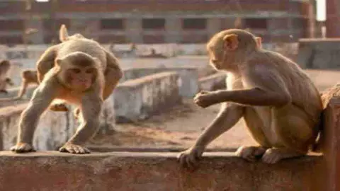 Gorakhpur News: उत्पाती बंदरों को पकड़ने की जिम्मेदारी किसकी? तीन विभाग खुद भिड़ रहे..अजब-गजब हैं इनके तर्क