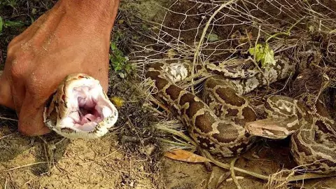 Tubewell water tank 2 dozen python snakes were hiding in the pond, the forest department team rescued them