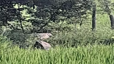 Panic created after crocodile was seen in the village pond, villagers are keeping watch