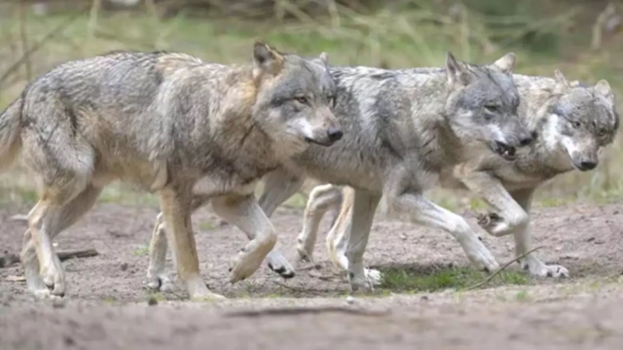 The Terai region is shaken by the terror of man-eating wolves, after Bahraich, now a pack of wolves was seen in Gonda Panic among villagers