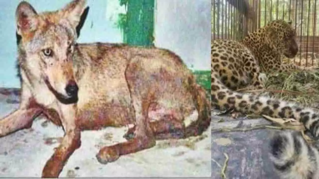 wolf and leopard in Gorakhpur zoo