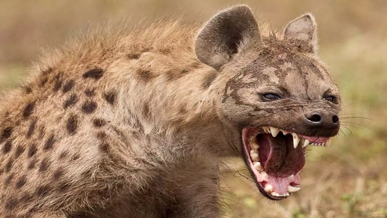 In Chandauli, a wild animal hyena attacked half a dozen people, injured