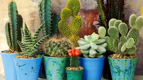 Vastu Tips For Plants: घर में कांटे वाले पौधे लगाने की न करें भूल, जान लें नुकसान