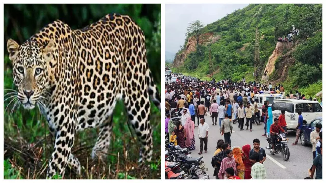 Leopard attack in Udaipur