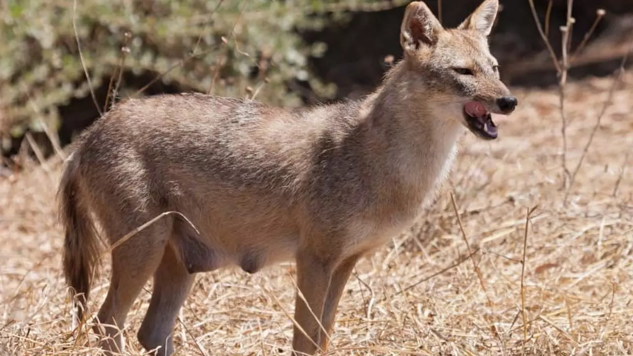An old man and a girl were seriously injured in a jackal attack, terror spread in the entire village