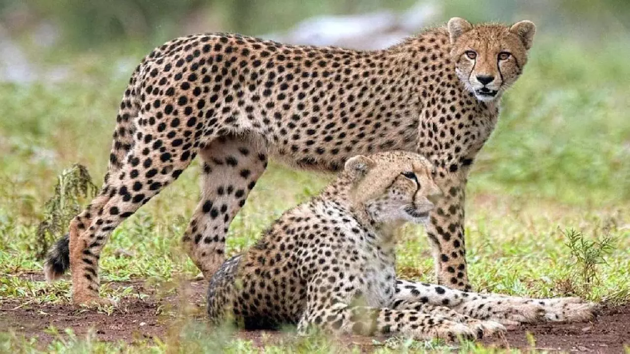 Gandhi Sagar National Park Gandhi Sagar National Park