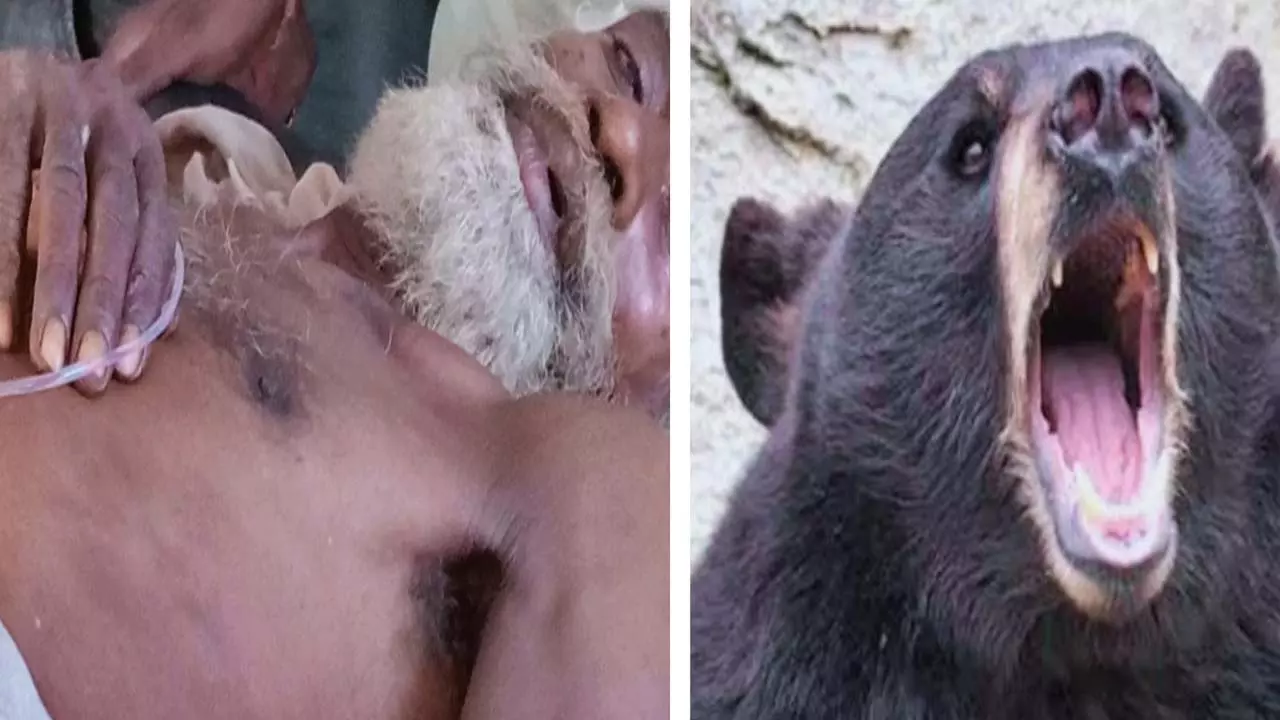 An elderly man was injured in a female bear attack in Hinoutghat village of Century Area