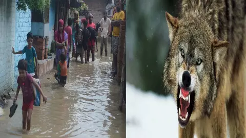 The water level of the canal and river has not decreased, people sleeping on the roads are scared of wolves and jackals