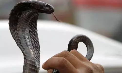 Young man bitten by snake, died while being taken to hospital