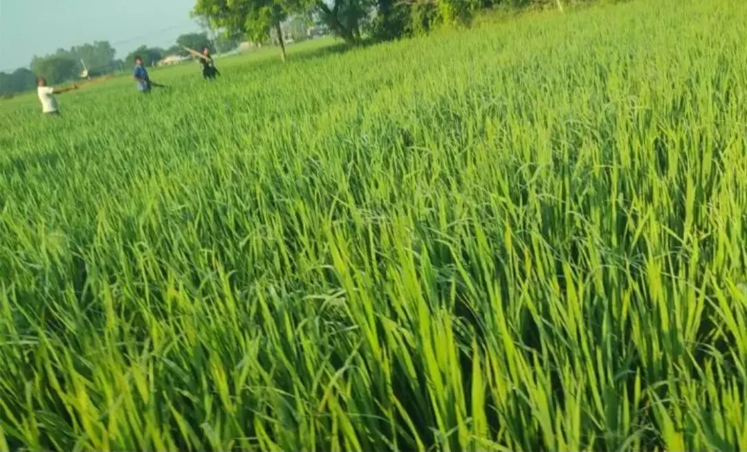 Sonbhadra Wolf  Video Viral in Ranitara Village