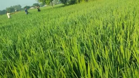 Sonbhadra Wolf  Video Viral in Ranitara Village