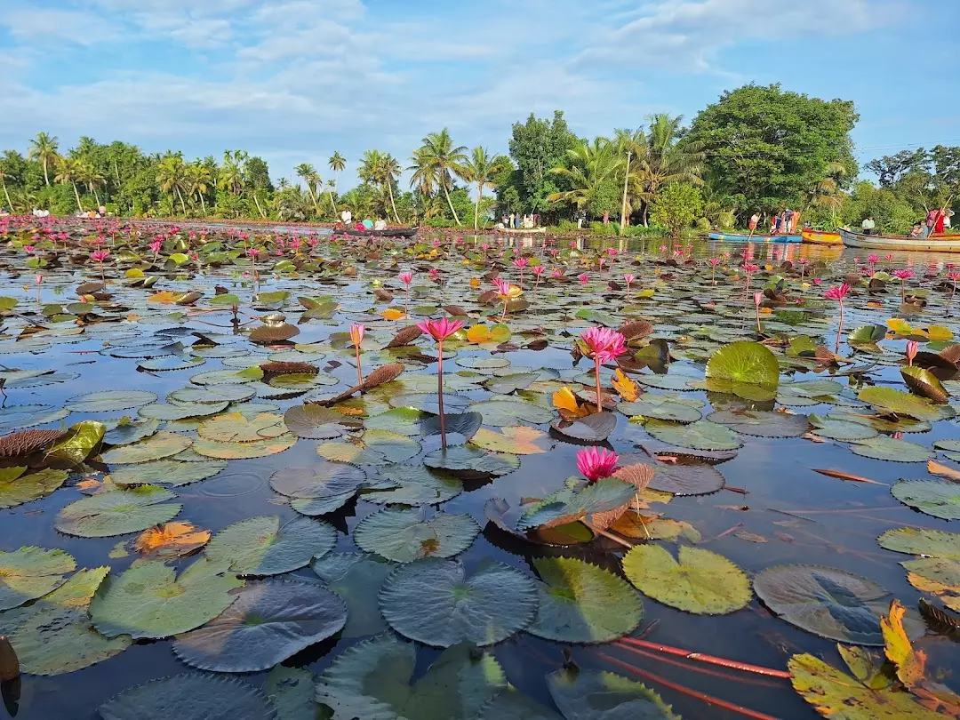 Kerala Famous Tourist Spot, Beautiful Water Lily Garden