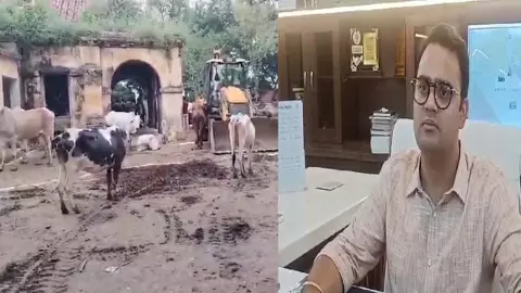 DMs action after the death of cows, notice sent to the village head