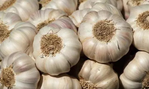 Chinese Garlic: खबरदार! चीन का लहसुन बिगाड़ सकता है सेहत, ऐसे करें पहचान