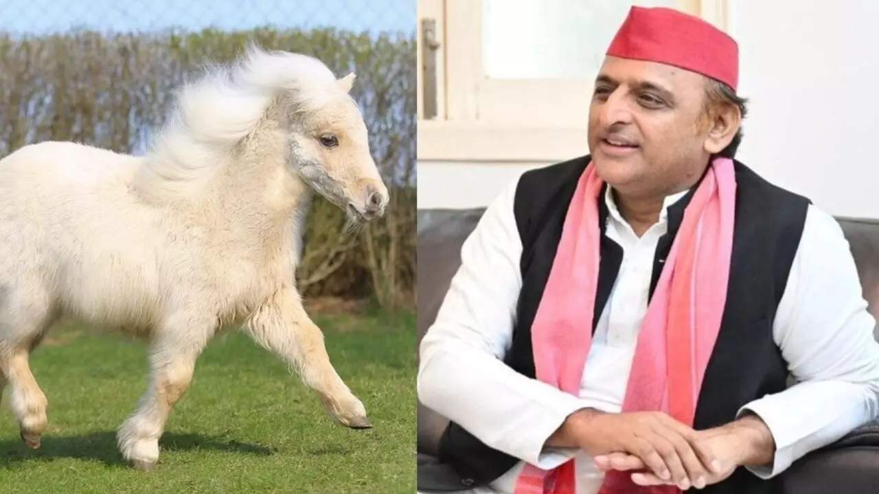 Akhilesh Yadav Horse: अखिलेश यादव के पास है इस नस्ल का घोड़ा, इन खासियतों से भरपूर