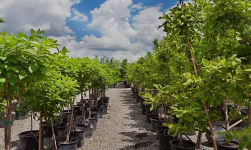 Big scam in plantation campaign, lakhs of plants missing