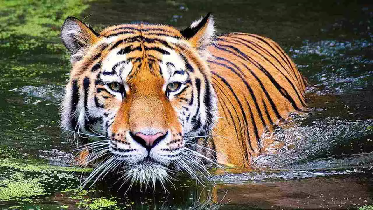 Vietnam Tigers Death: अचानक मर गए 47 बाघ, अब इस नई महामारी से हिल उठा ये देश