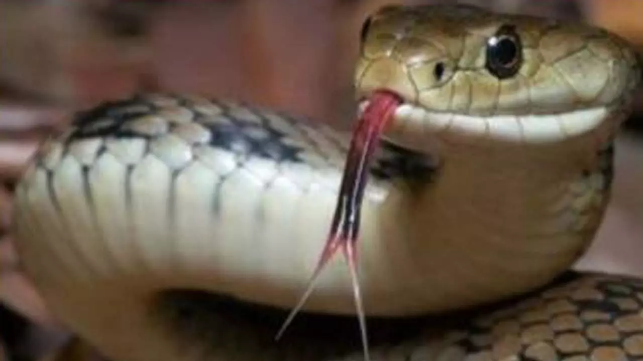 Two women died due to poisonous snake bite, chaos in the family