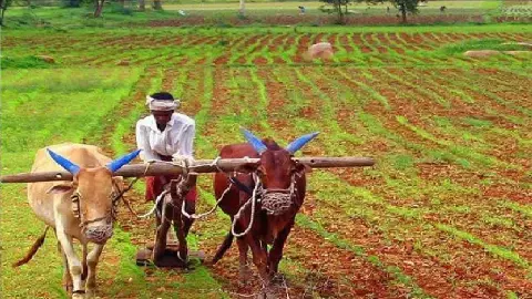 Banda News: बुंदेलखंड के 23500 हेक्टेयर में गौ-आधारित प्राकृतिक खेती की शुरुआत, खाद-बीज की कीमतों के चंगुल से मुक्त होंगे किसान Banda News: बुंदेलखंड के 23500 हेक्टेयर में गौ-आधारित प्राकृतिक खेती की शुरुआत, खाद-बीज की कीमतों के चंगुल से मुक्त होंगे किसान