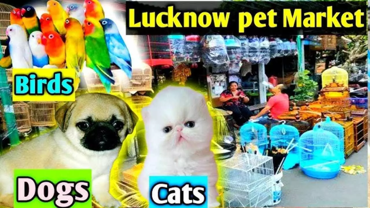 Lucknow Pet Animal Market