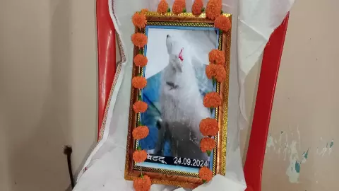 Jhansi News: डॉगी बिट्टू की मौत के बाद 13वीं में पूरे गांव को भोज, प्रेम की गजब कहानी Jhansi News: डॉगी बिट्टू की मौत के बाद 13वीं में पूरे गांव को भोज, प्रेम की गजब कहानी