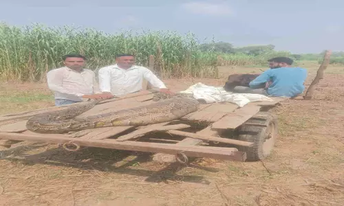 Muzaffarnagar News: 70 किलो का अजगर मिलने से दहशत, जंगल में मचाया उत्पात